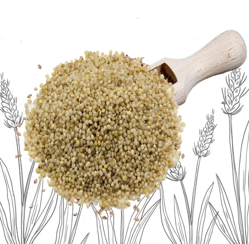 Little Millet