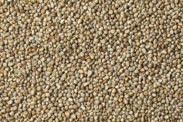 Pearl Millet (Hybrid Kambu)